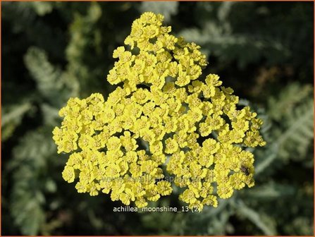 Achillea &#039;Moonshiane&#039; | Duizendblad