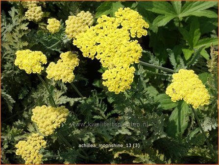 Achillea &#039;Moonshiane&#039; | Duizendblad