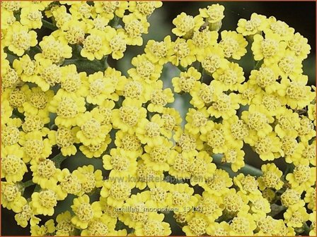 Achillea &#039;Moonshiane&#039; | Duizendblad