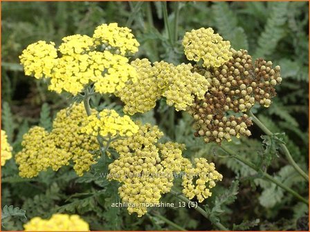 Achillea &#039;Moonshiane&#039; | Duizendblad