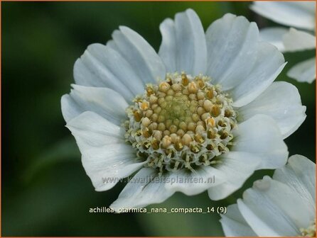 Achillea ptarmica 'Nana Compacta' | Duizendblad