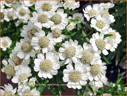 Achillea ptarmica 'Nana Compacta' | Duizendblad