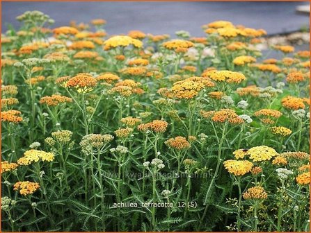 Achillea &#039;Terracotta&#039; | Duizendblad