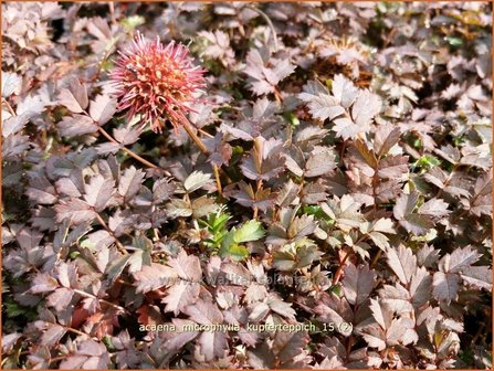 Acaena microphylla &#039;Kupferteppich&#039; | Stekelnootje