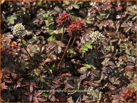 Acaena microphylla &#039;Kupferteppich&#039; | Stekelnootje