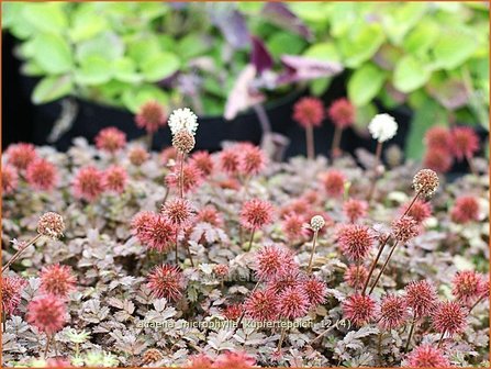 Acaena microphylla &#039;Kupferteppich&#039; | Stekelnootje