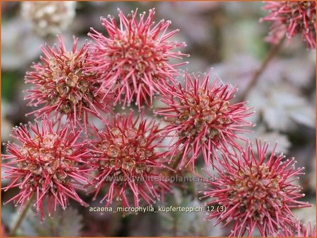 Acaena microphylla &#039;Kupferteppich&#039; | Stekelnootje