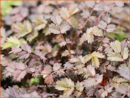 Acaena microphylla &#039;Kupferteppich&#039; | Stekelnootje