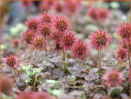 Acaena microphylla &#039;Kupferteppich&#039; | Stekelnootje