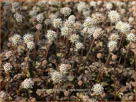 Acaena microphylla &#039;Kupferteppich&#039; | Stekelnootje