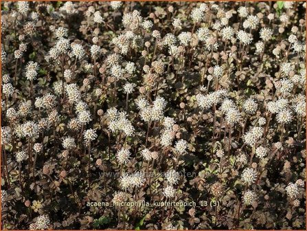 Acaena microphylla &#039;Kupferteppich&#039; | Stekelnootje