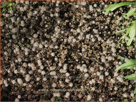 Acaena microphylla &#039;Kupferteppich&#039; | Stekelnootje