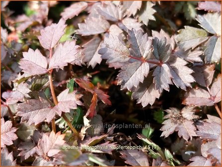 Acaena microphylla &#039;Kupferteppich&#039; | Stekelnootje