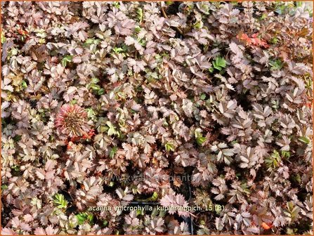 Acaena microphylla &#039;Kupferteppich&#039; | Stekelnootje
