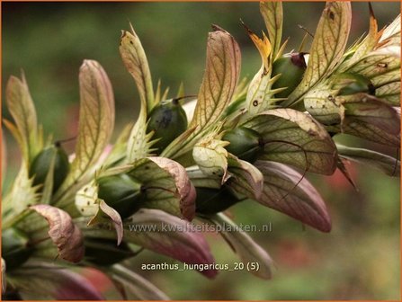Acanthus hungaricus | Hongaarse berenklauw, Akant | Balkan-B&auml;renklau
