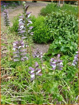 Acanthus hungaricus | Hongaarse berenklauw, Akant | Balkan-B&auml;renklauQ