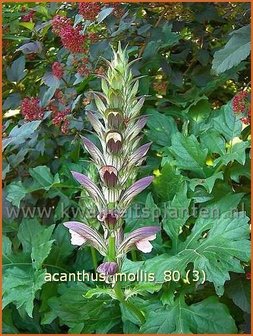 Acanthus mollis | Stekelige berenklauw
