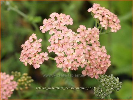 Achillea millefolium 'Lachsschoenheit' | Duizendblad