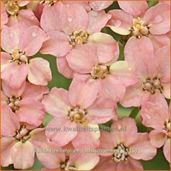 Achillea millefolium 'Lachsschoenheit' | Duizendblad