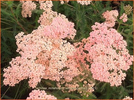Achillea millefolium 'Lachsschoenheit' | Duizendblad