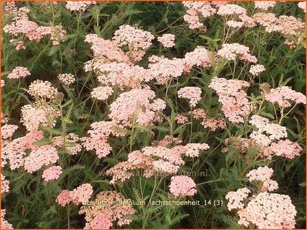 Achillea millefolium 'Lachsschoenheit' | Duizendblad