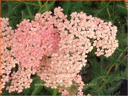 Achillea millefolium 'Lachsschoenheit' | Duizendblad