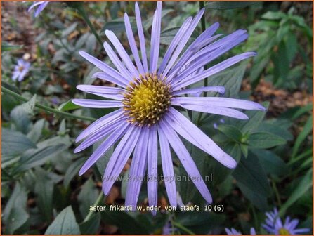 Aster frikartii 'Wunder von St&auml;fa' | Aster | Frikarts Aster