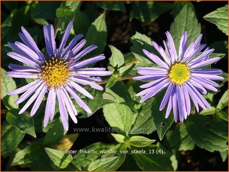 Aster frikartii 'Wunder von St&auml;fa' | Aster | Frikarts Aster