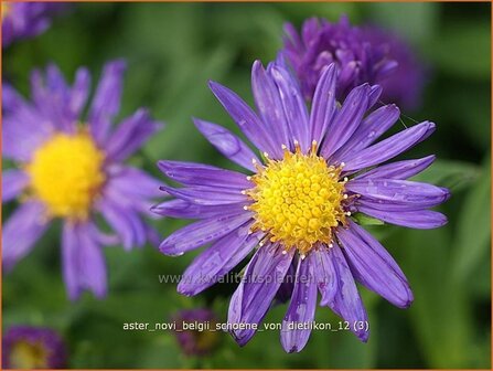 Aster novi-belgii &#039;Schoene von Dietlikon&#039; | Aster