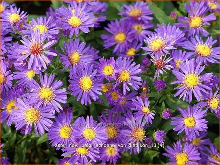 Aster novi-belgii &#039;Schoene von Dietlikon&#039; | Aster