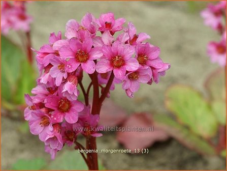 Bergenia &#039;Morgenroete&#039; | Schoenlappersplant, Olifantsoren