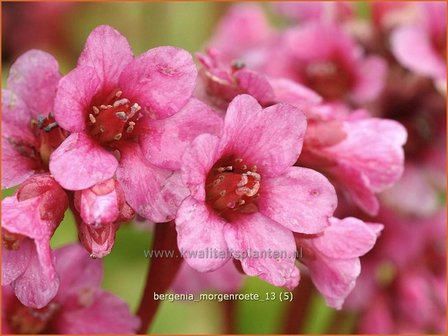 Bergenia &#039;Morgenroete&#039; | Schoenlappersplant, Olifantsoren