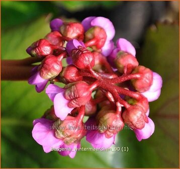 Bergenia 'Wintermaerchen' | Schoenlappersplant, Olifantsoren