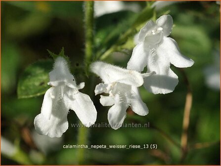 Calamintha nepeta 'Weisser Riese' | Bergsteentijm