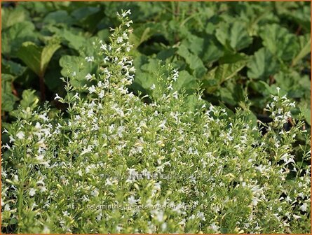 Calamintha nepeta 'Weisser Riese' | Bergsteentijm