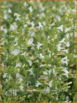 Calamintha nepeta 'Weisser Riese' | Bergsteentijm