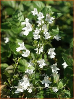 Calamintha nepeta 'Weisser Riese' | Bergsteentijm
