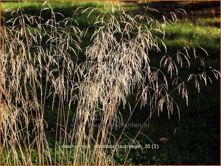 Deschampsia cespitosa &#039;Tautraeger&#039; | Ruwe smele