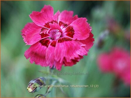 Dianthus gratianopolitanus &#039;Rotkaeppchen&#039; | Anjer