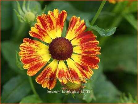 Helenium &#039;Koenigstiger&#039; | Zonnekruid