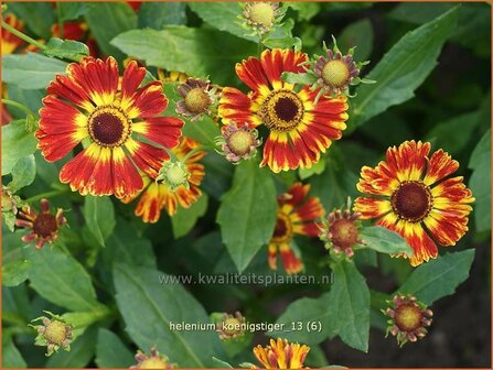 Helenium &#039;Koenigstiger&#039; | Zonnekruid