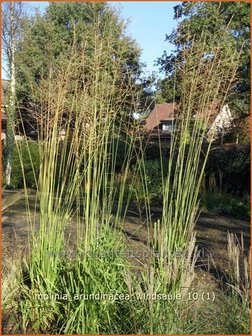 Molinia arundinacea &#039;Windsauele&#039; | Pijpestrootje, Pijpenstrootje