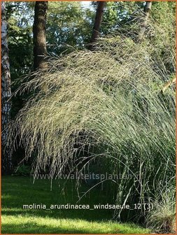 Molinia arundinacea &#039;Windsauele&#039; | Pijpestrootje, Pijpenstrootje