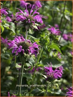 Monarda &#039;Praerienacht&#039; | Bergamotplant