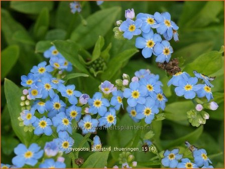 Myosotis palustris &#039;Thueringen&#039; | Moerasvergeet-mij-nietje