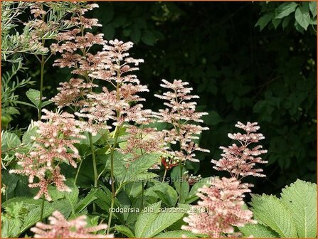 Rodgersia 'Die Sch&ouml;ne' | Schout-bij-nacht, Kijkblad | Schaublatt | Rodger's Flower