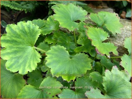 Saxifraga cortusifolia 'Maigruen' | Steenbreek