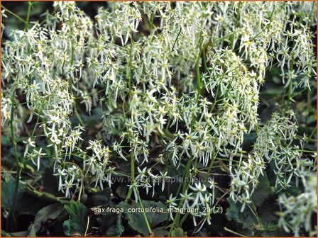 Saxifraga cortusifolia 'Maigruen' | Steenbreek