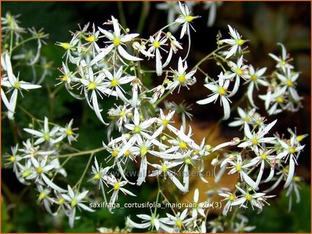 Saxifraga cortusifolia 'Maigruen' | Steenbreek