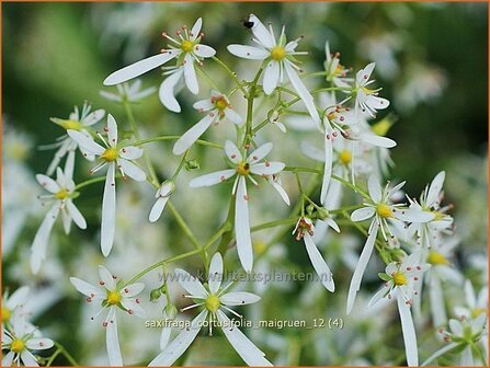 Saxifraga cortusifolia 'Maigruen' | Steenbreek
